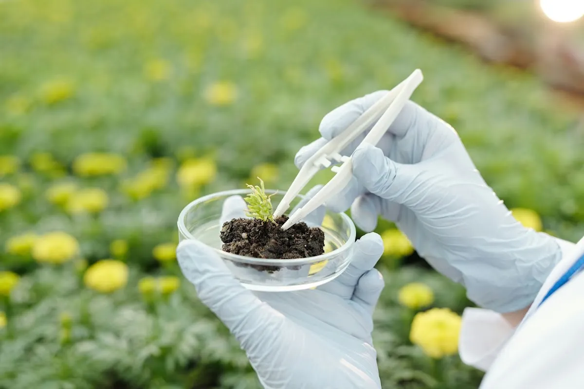 Main gantée tenant une boîte de Pétri avec un échantillon de sol et une jeune pousse, analyse en laboratoire
